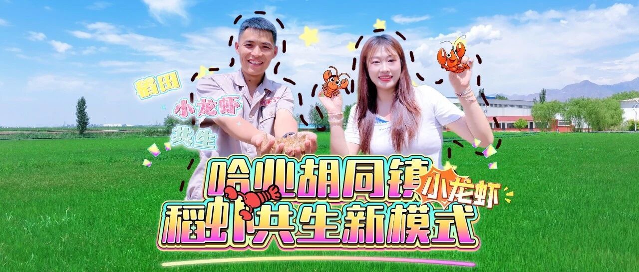 走一线 改文风 | 九原区哈业胡同镇解锁生态种养致富密码~一水两收益！九原稻虾共生也太香了！
